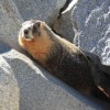 Yosemite marmotta